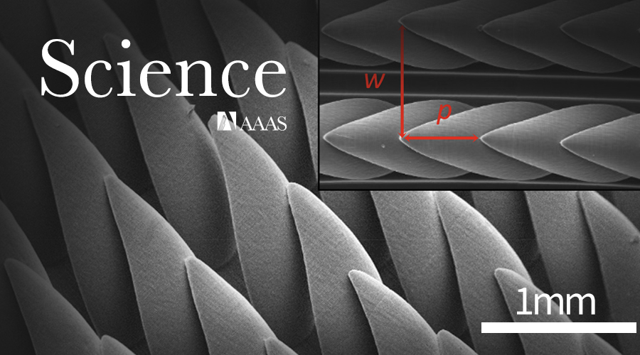 Science：仿南洋杉3D毛细锯齿结构表面流体自主择向
